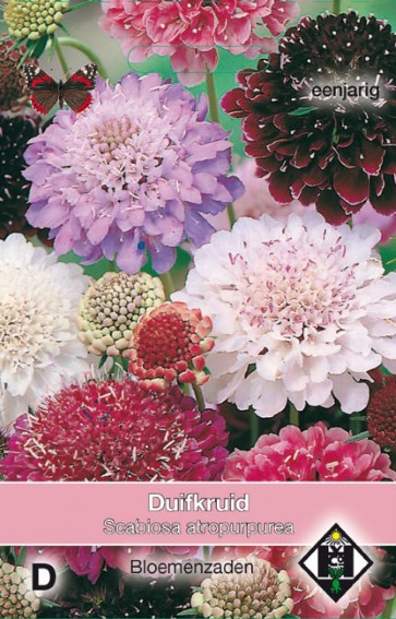 Pincushion Flower Mix (Scabiosa atropurpurea) HE